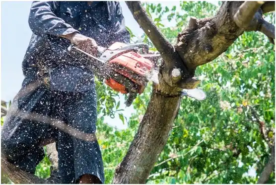 tree services Waynesboro